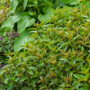 Menthe Poivrée - BIO